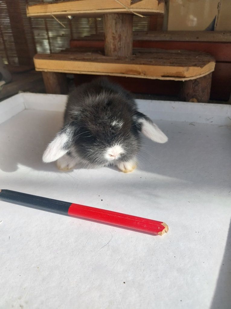 Coelhos anões minilop orulhudos