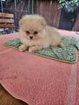 Pomeranian szpic miniaturowy FCI