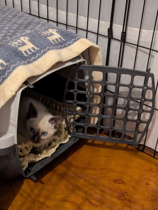 Três gatas para adoção responsável