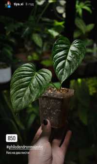 Філодендрон / Philodendron Majestic