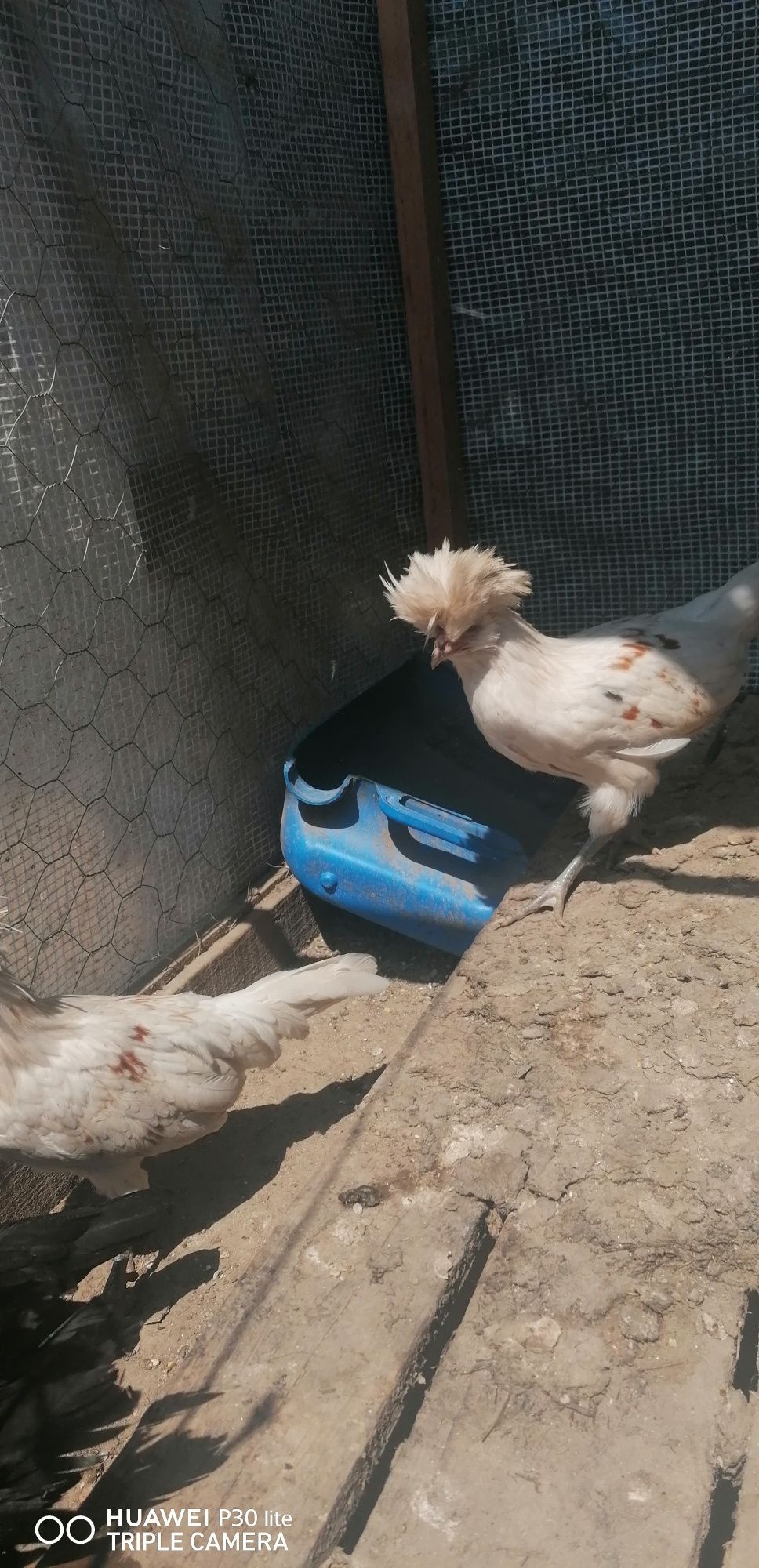 Vendo sedosas e peduanas