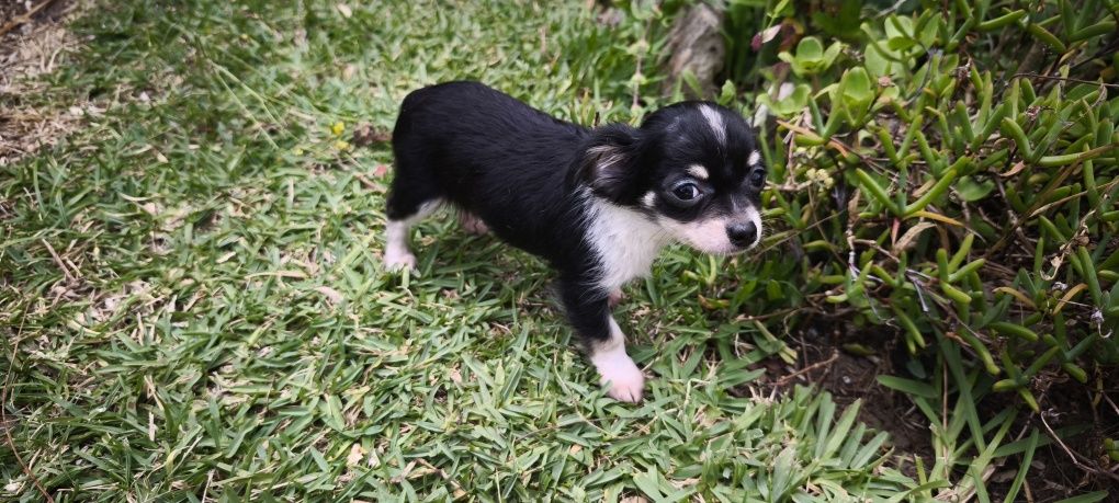 Chihuahua disponível para entrega imediata