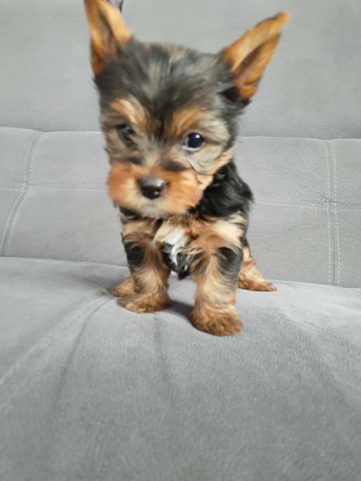 york shizr terrier