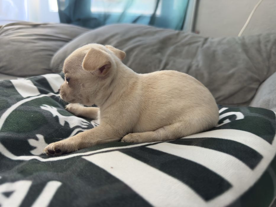 Chihuhahua menina linda
