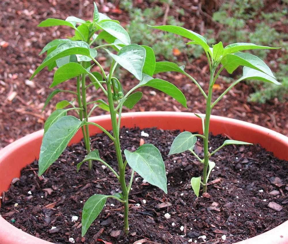 Sadzonki Papryka Chili De Cayenne OSTRA, cukinia,koper dynia jarmuż