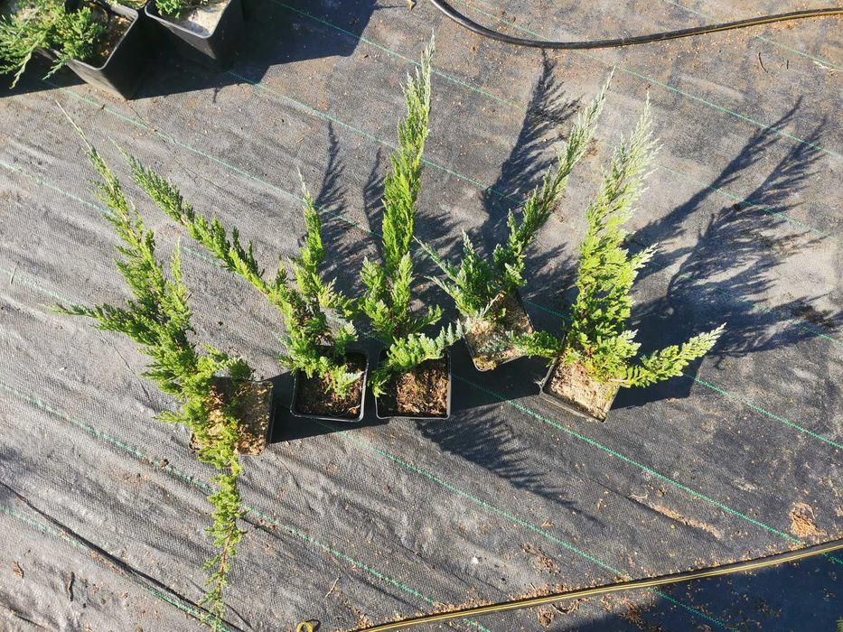 Jałowiec Płożący Blue Chip duży niebieski 40cm 5 letni