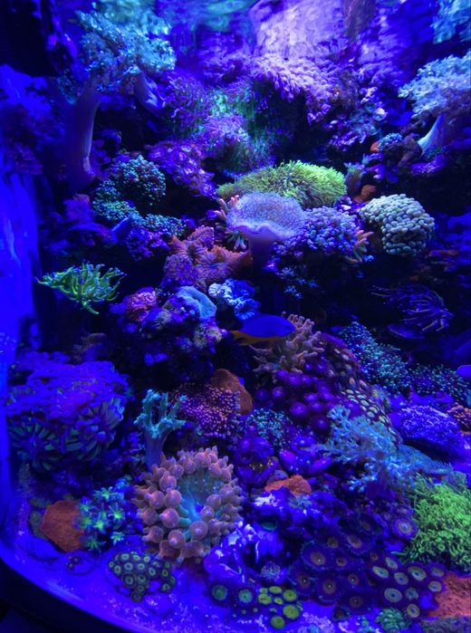 Продам морской аквариум Boyu TL-450