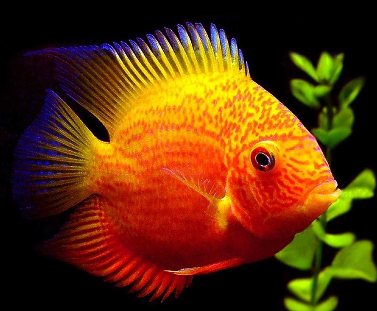 Pielęgnica severum ODMIANA RED - Sewerum - Heros efasciatus - dowóz