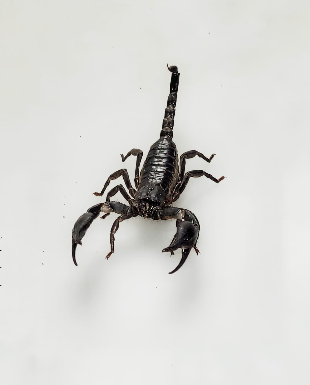 Heterometrus silenus (ex. petersii )