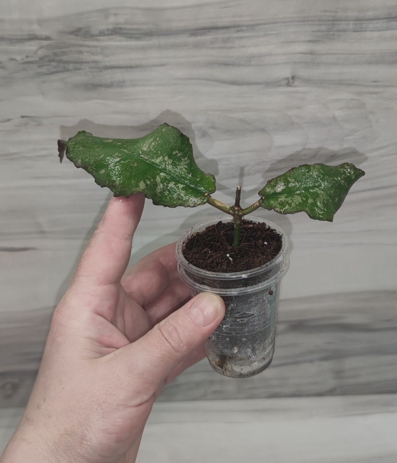 Хойя Hoya Elliptica splash, Undulata та ін.