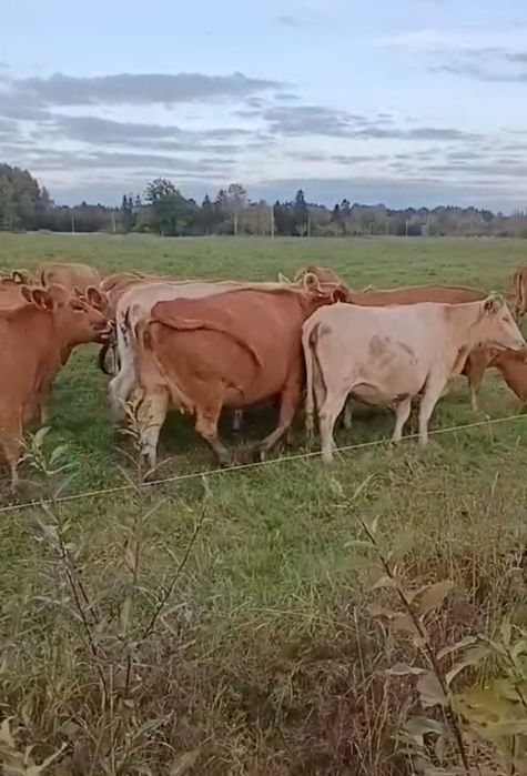 Jałówki mleczne wysokocielne Estońska czerwona  7-8 miesięcy cielność