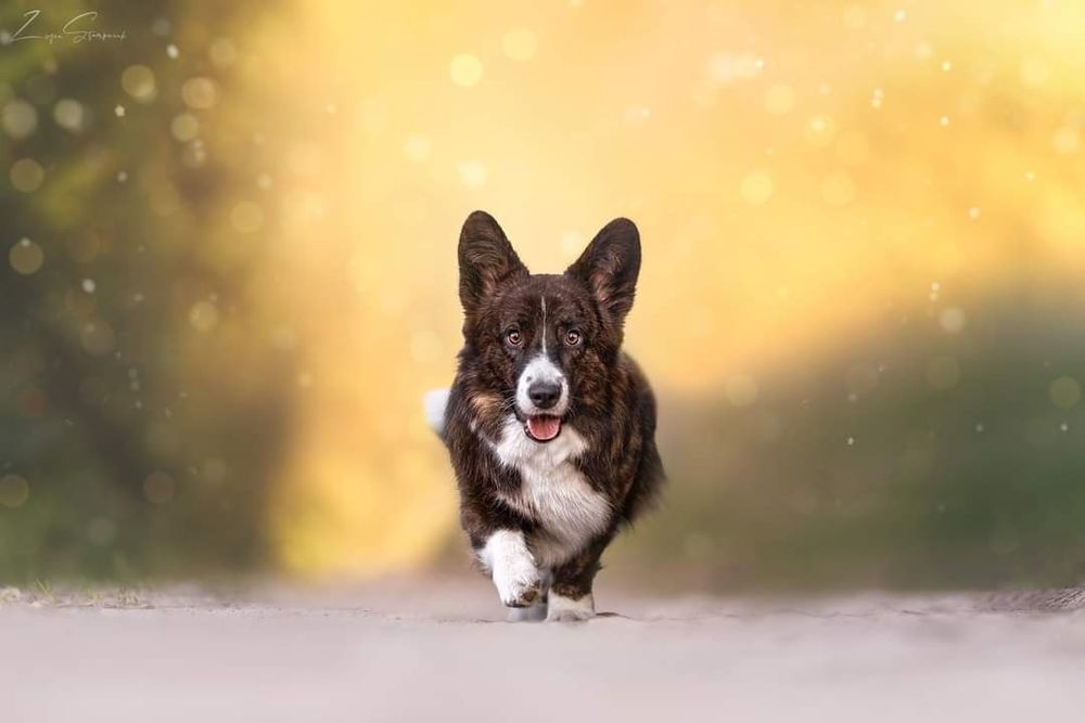 Welsh Corgi miot wiosna 2026!