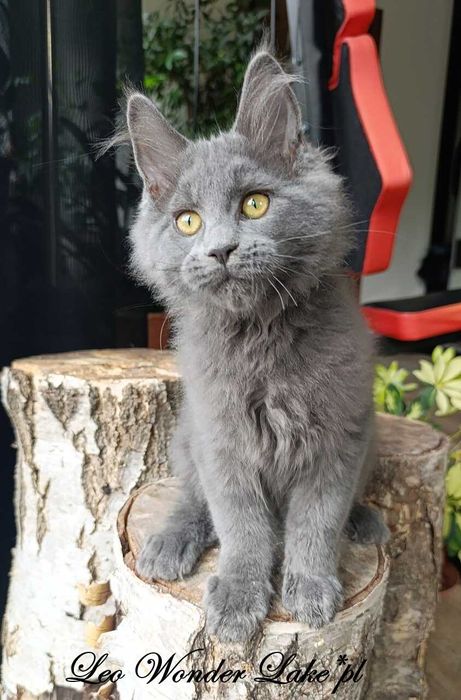 Niebieski Maine Coon - hodowlany - FPL