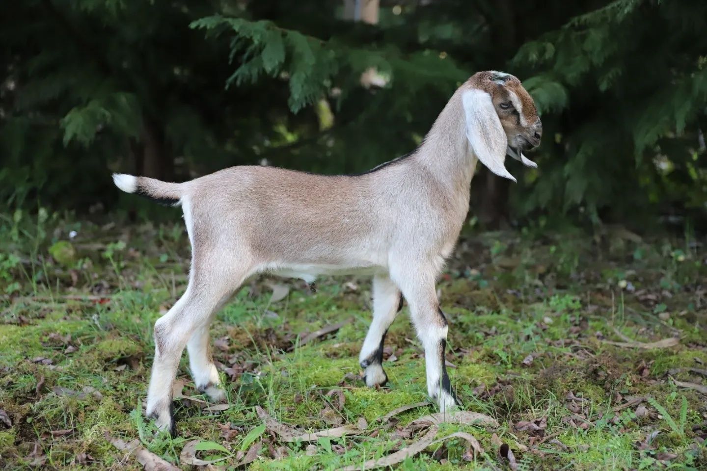 Cabras Anglo Nubianas