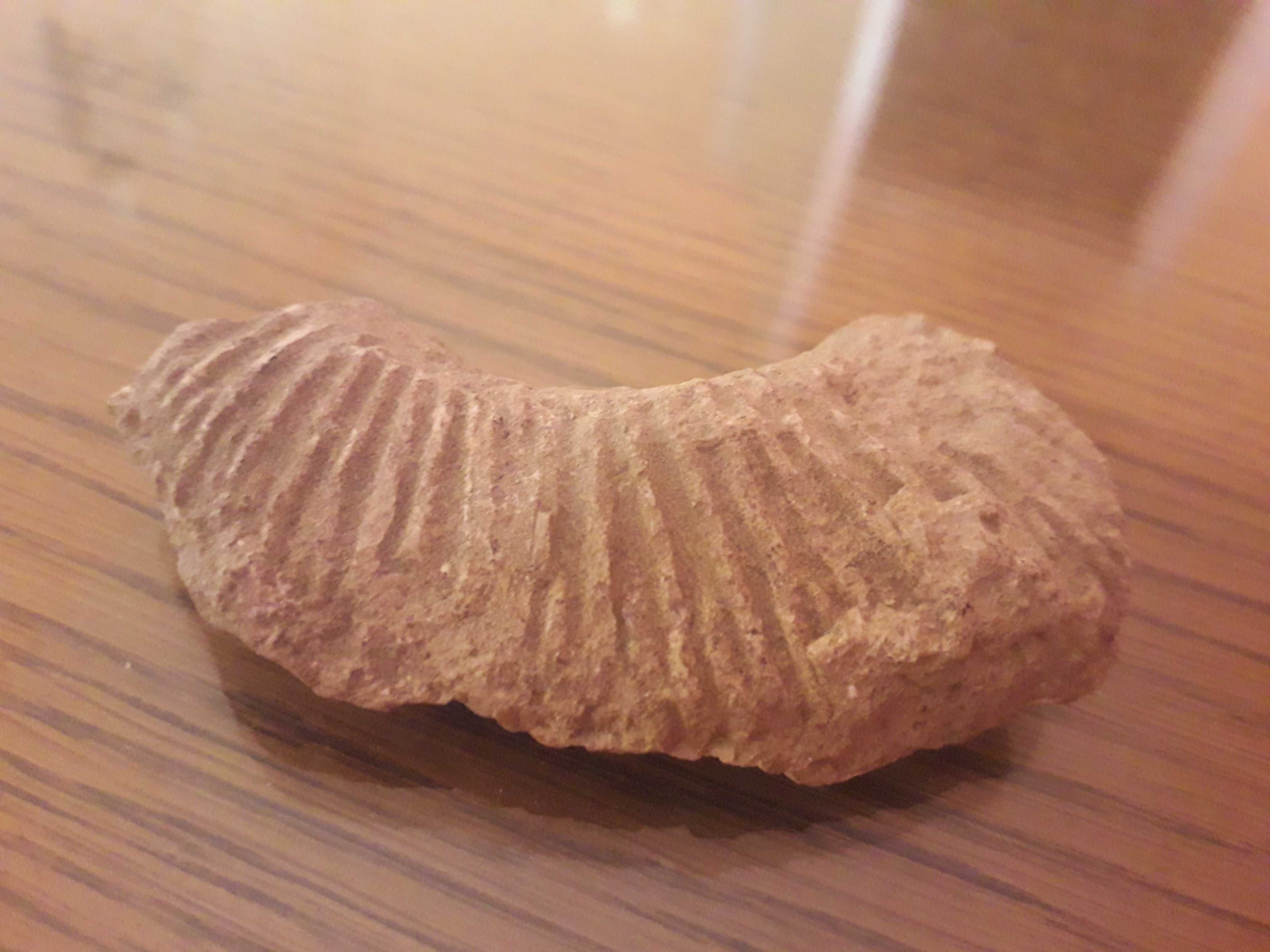 skamielina amonit
