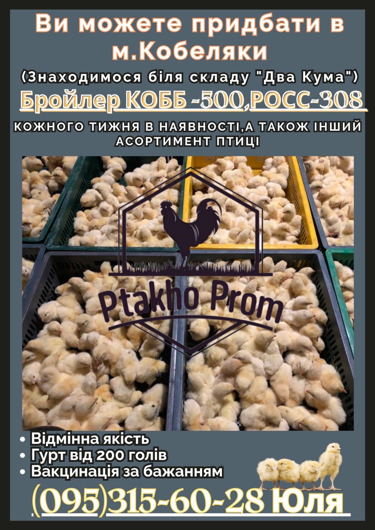 Бройлер добовий КОББ -500