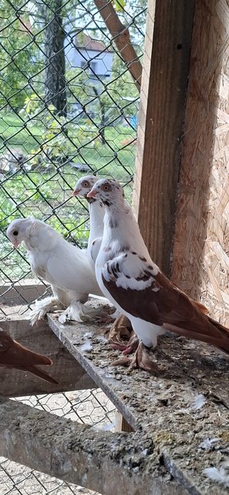 Sprzedam parę gołebi winer posiadam również inne rasy