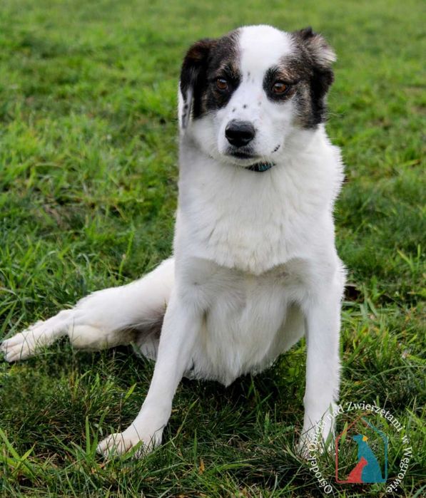 ŚLICZNY, nieśmiały, delikatny, 4 latka, 14 kg - pokochaj