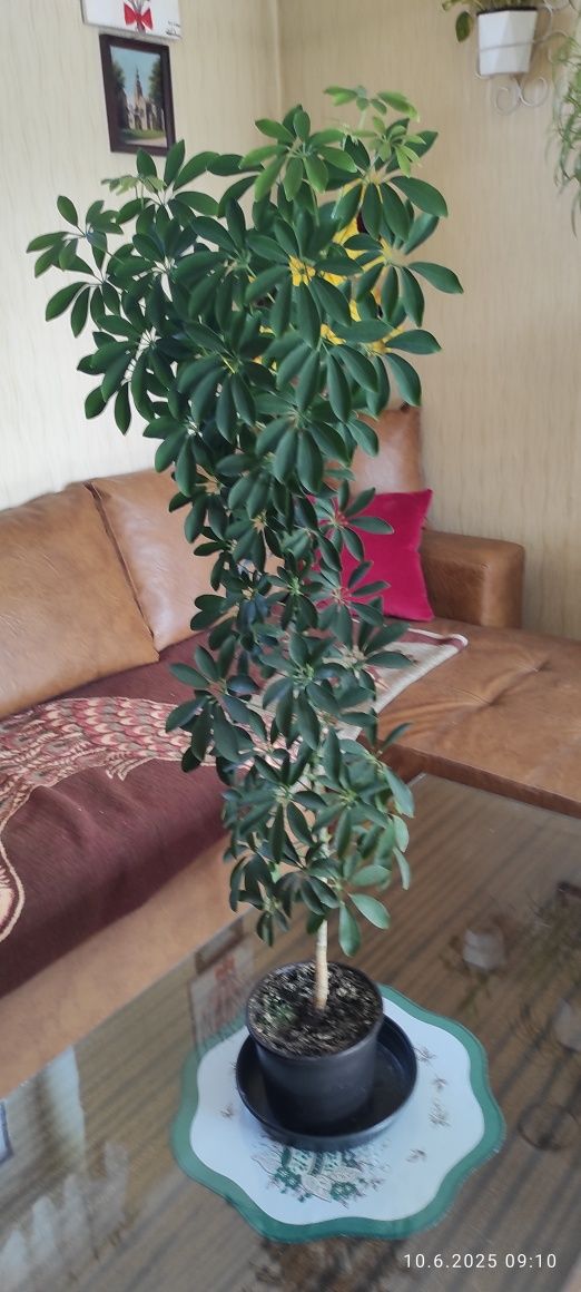 Szeflera w doniczce
