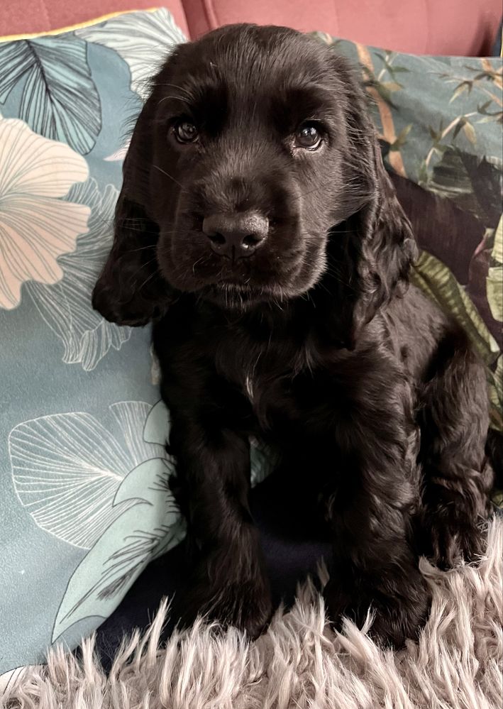 Cocker Spaniel Angielski - rodowód, trening czystości!!