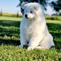 Samoyed gotowy do odbioru