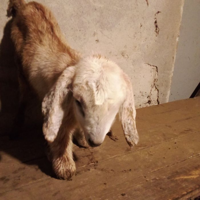 Продається англонубійське козиня