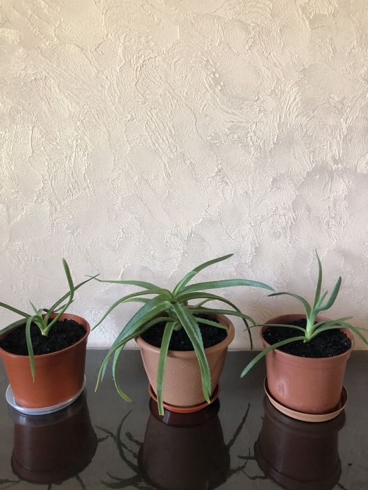 Алоє - кімнатна рослина.