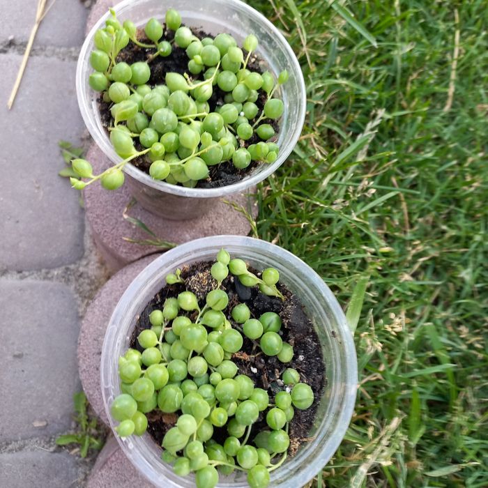 Хрестовик Роулі суккулент, очиток Моргана  алоє тигрове