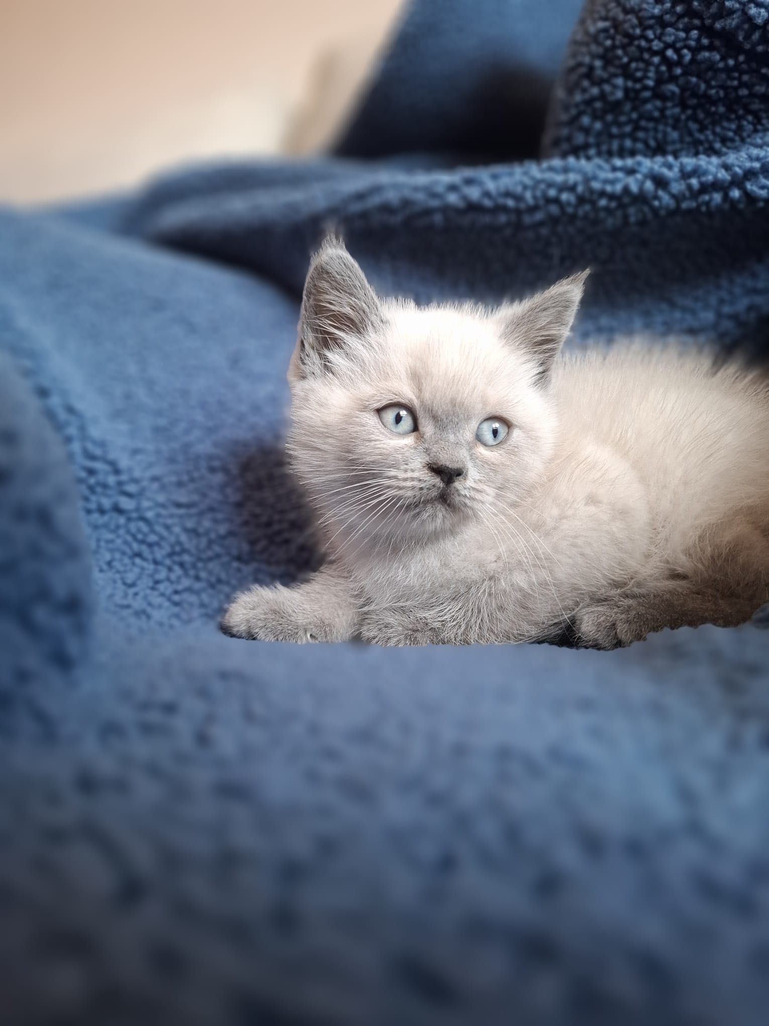 Gatinho  Scottish Straight