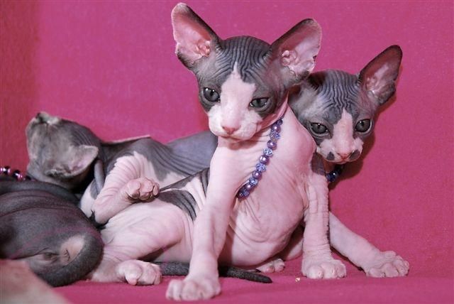 Sphynx Sfinks * Śliczny Kocio • do odbioru Kastrat • Wawa & Sosnowiec