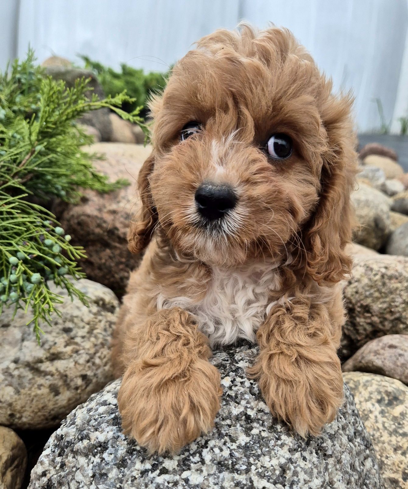 Cavapoo F1  Samczyk