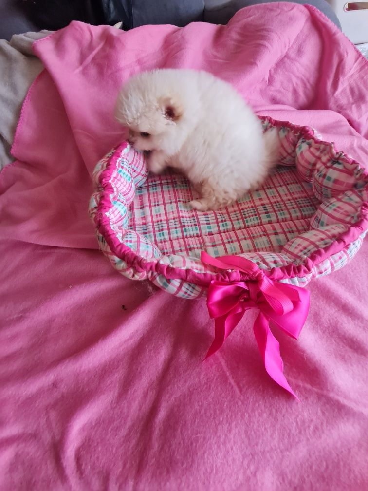 Spitz anao lulu Pomerânia  c/lop