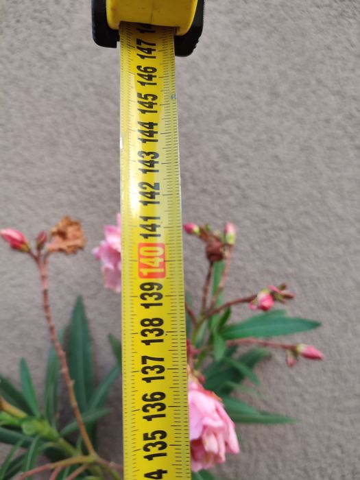 Продається олеандр!