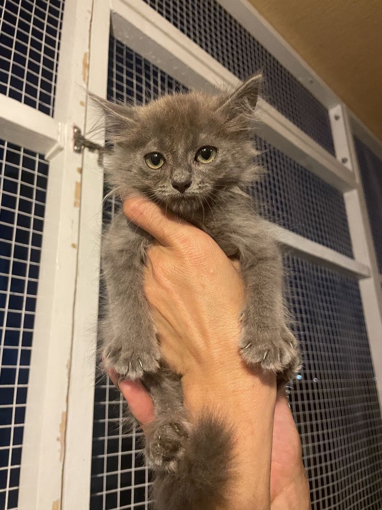 Кошеня котик киця кіточка