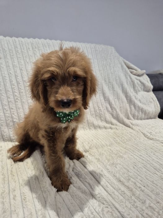 Goldendoodle f1 standard red-brown & white