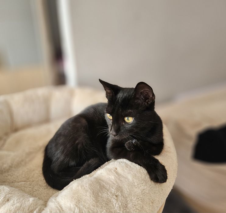 Czarnulka do adopcji