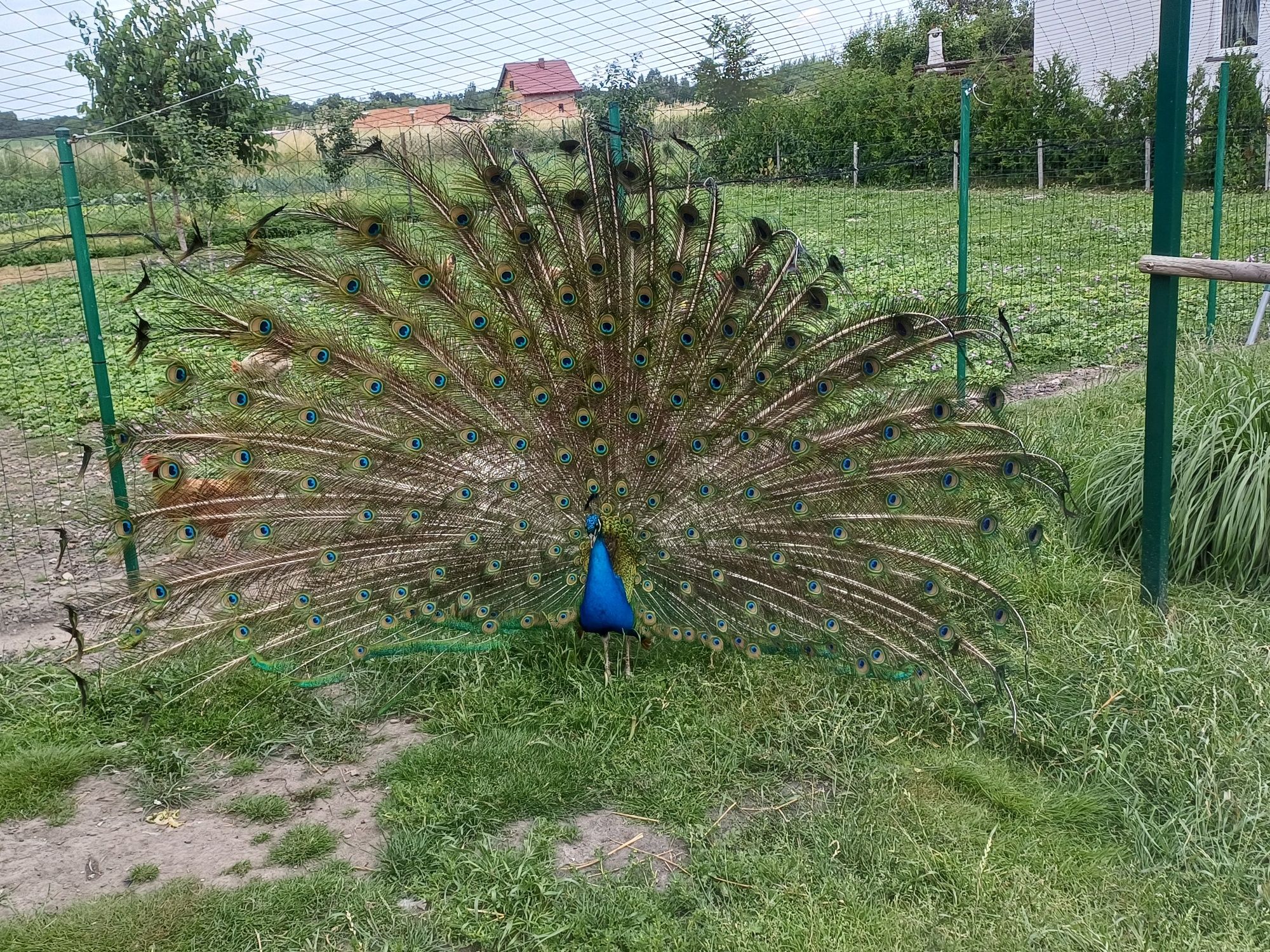 Pawie   Indyjskie