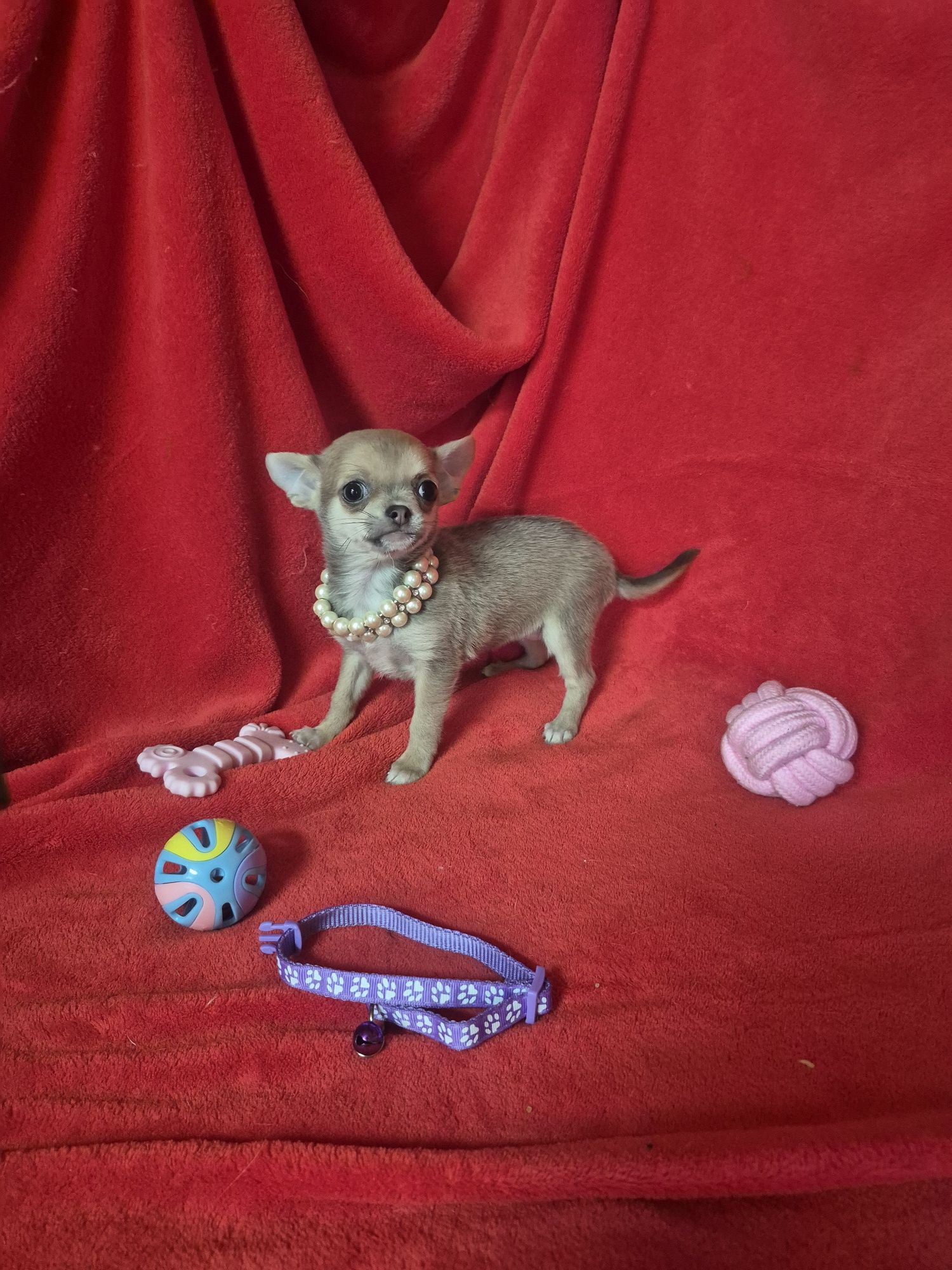 Chihuahua Macho Mini Criadora Registad