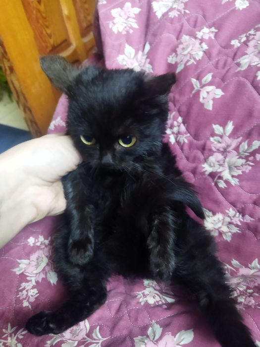 Пастка для мишей, мініобігрівач, антистрес- товариш