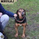 MIKOŁAJ - chce trafić do Twojego domu