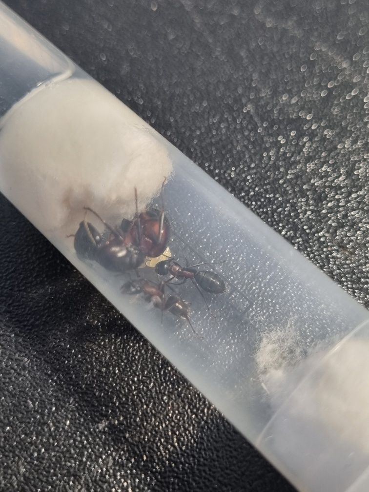 Camponotus ligniperda