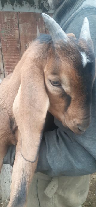 Продам козлика англонуб