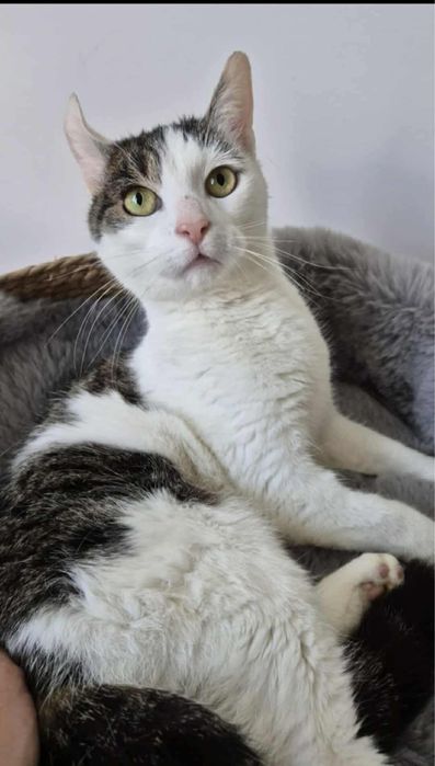 Urocza Fruzia do adopcji