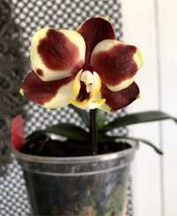 Фаленопсис восковая орхидея мини