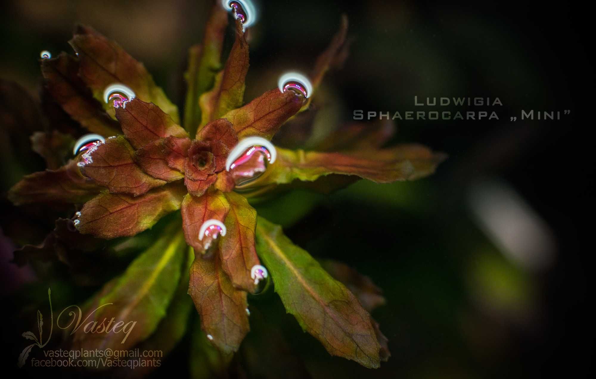 Ludwigia Sphaerocarpa mini rzadkości Rarytas do Nano