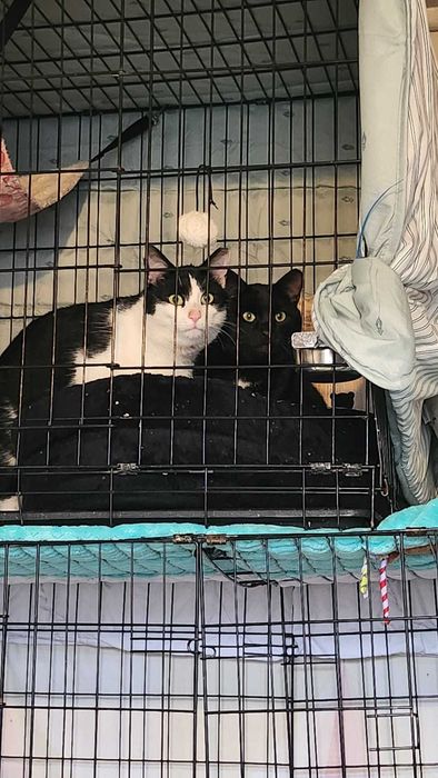 Dwa urocze kocurki szukają domu