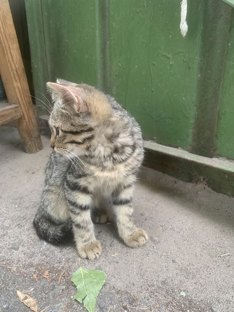 Отдам котенка.расцветка шпротик.