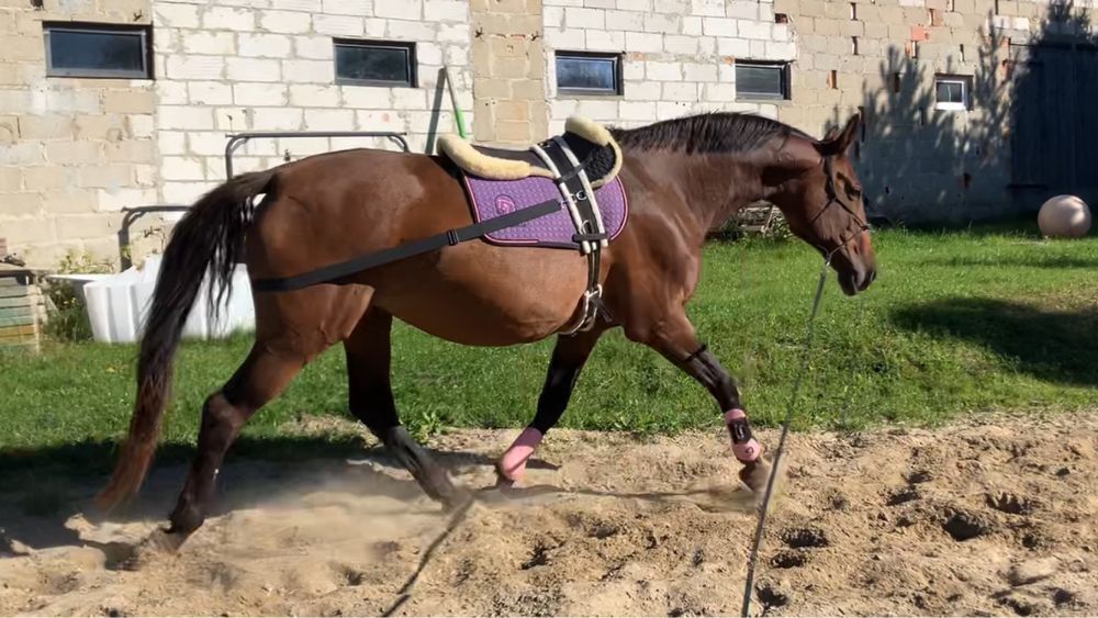 Pas za zad do pracy na lonzy