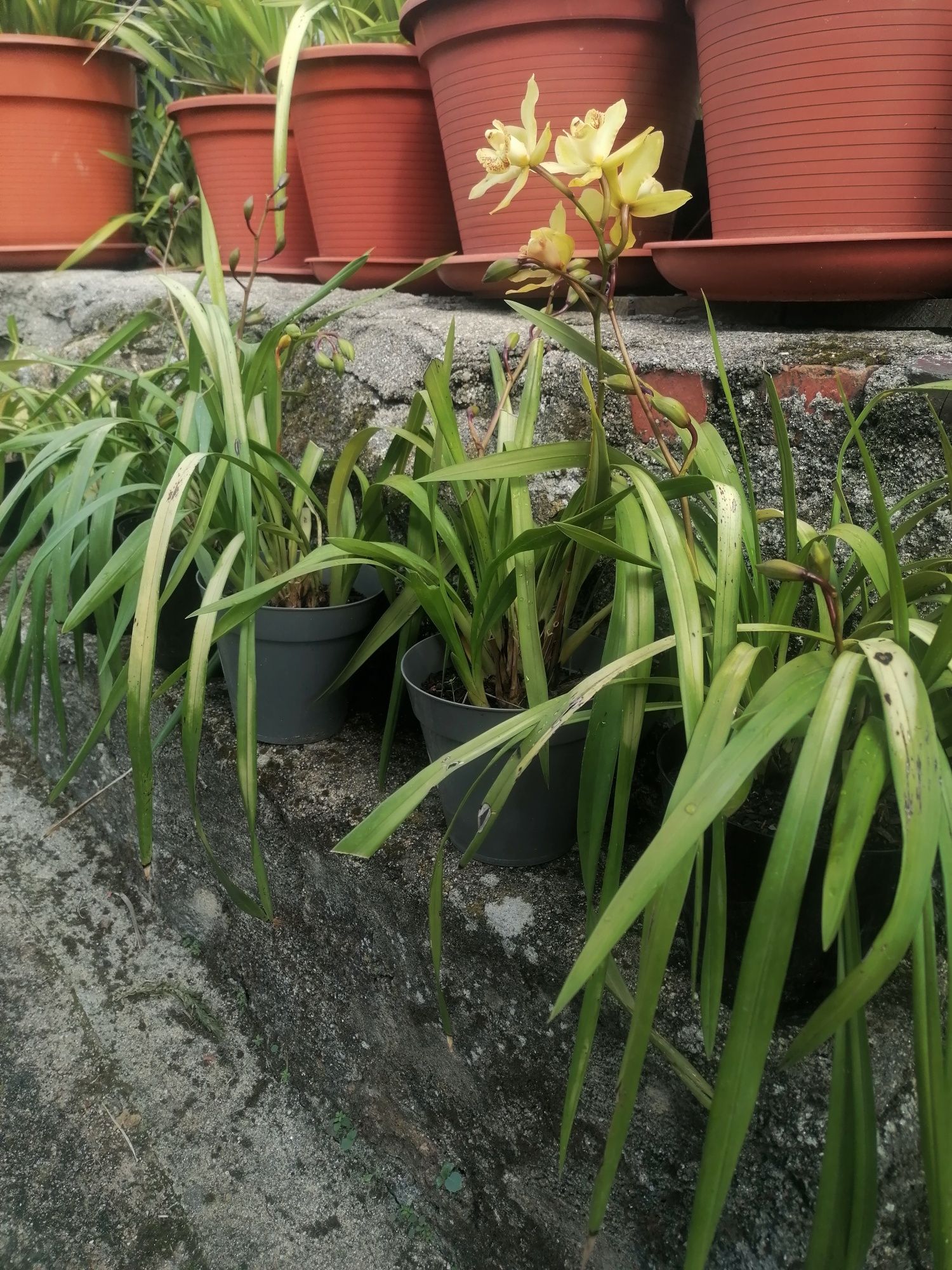 Orquídeas amarelas