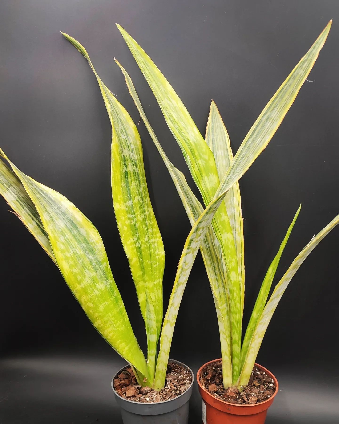 Sansevieria trifasciata Aubrytiana Lauren